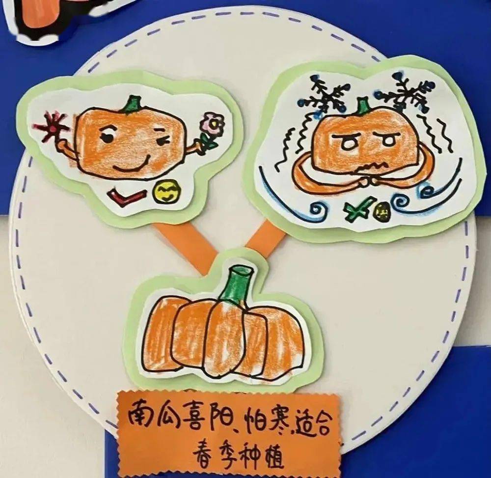 南瓜的结构: 原来南瓜有瓜皮,瓜柄,瓜脐,瓜肉,瓜瓤,瓜籽,瓜蒂这些部分