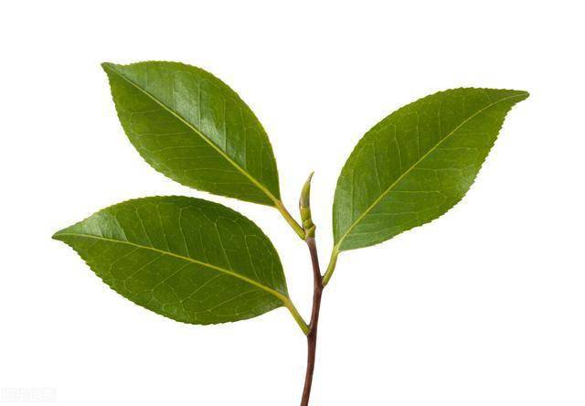 茶花是个慢性子顺着性子养结果很满意