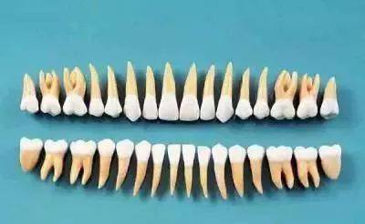 【牙医必备】各恒牙牙根及根管解剖!