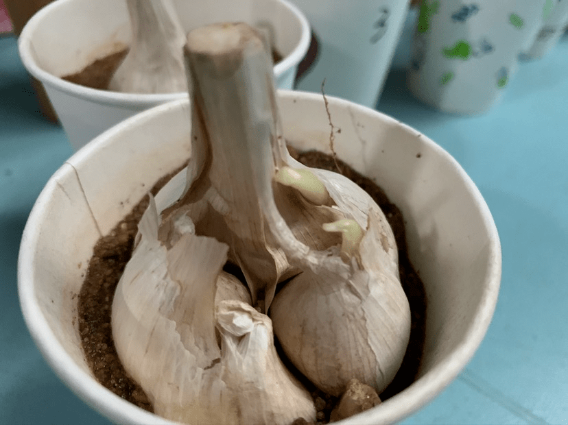 大蒜成长记