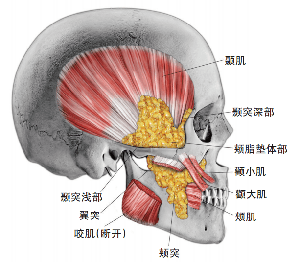 功能 出生时,唇部,口轮匝肌和颊部(主要是颊肌)的吸吮肌比咀嚼肌发育