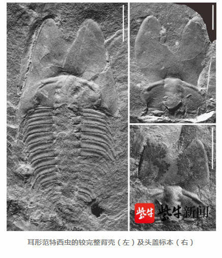 有关|南京古生物所专家将5亿年前三叶虫命名为“范特西虫” 真和周杰伦有关！