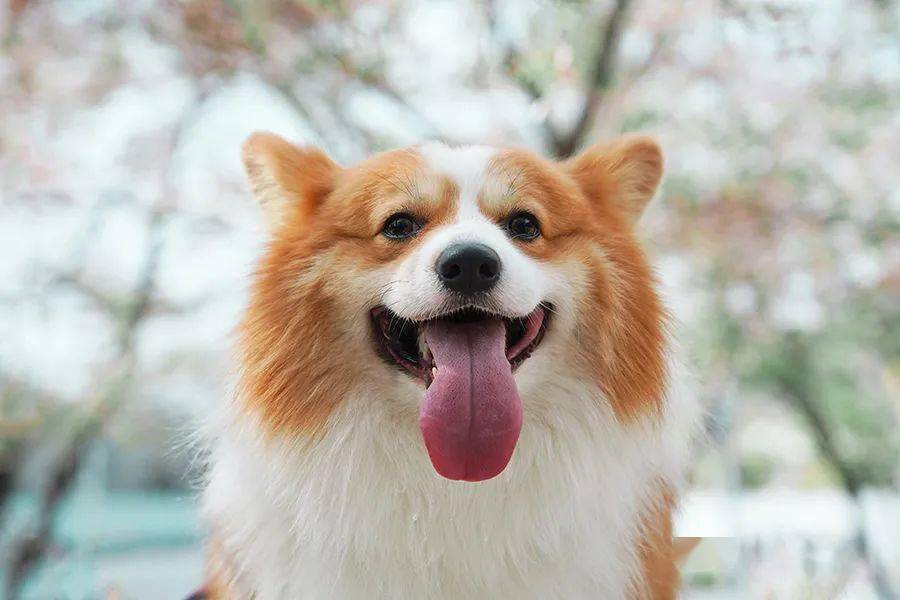 柯基(corgi)一词源自威尔士语,意为"矮狗.