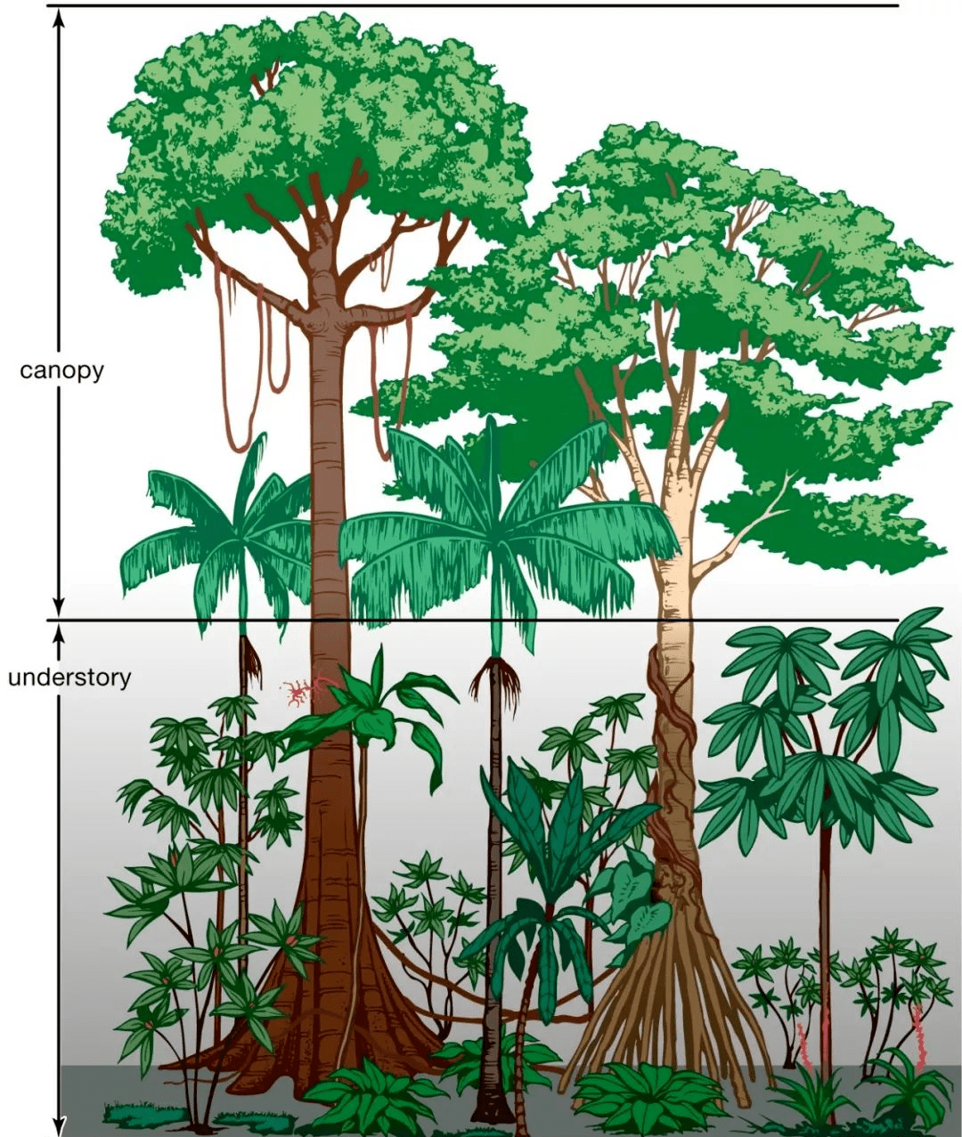 和各种资料后,首次把潮湿热带地区常绿,高大的森林植被称为热带雨林