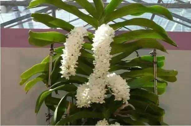 世上最好看的兰花 5ae559c35bde439aa0e75dc835661b5d.jpeg