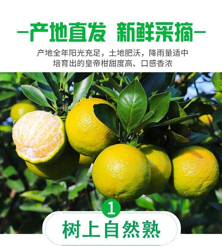 399元起抢购广西皇帝柑新鲜水果净果橘子柑果5斤9斤口口爆汁清甜不腻