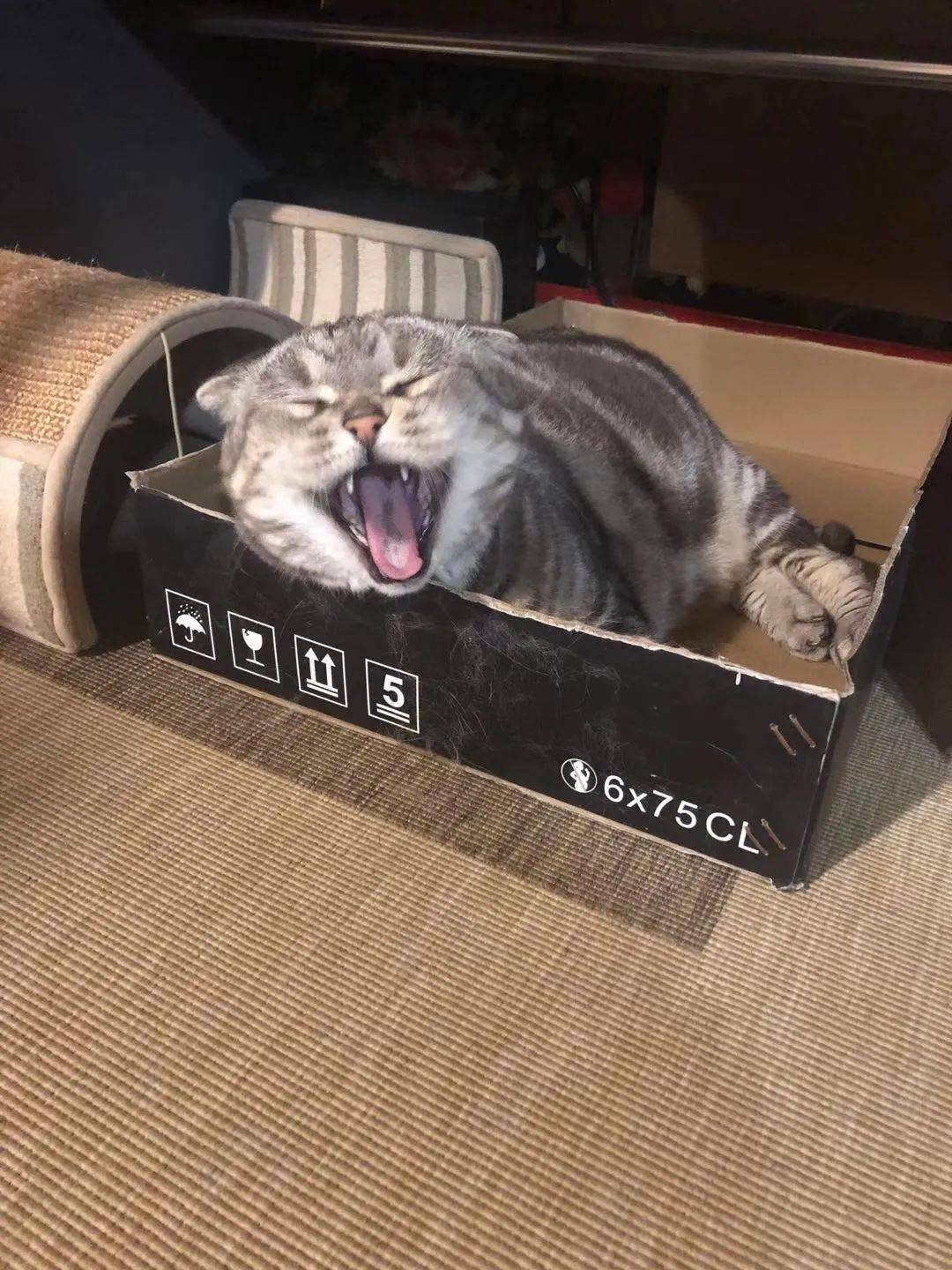 猫咪表情包:什么是想吃小孩