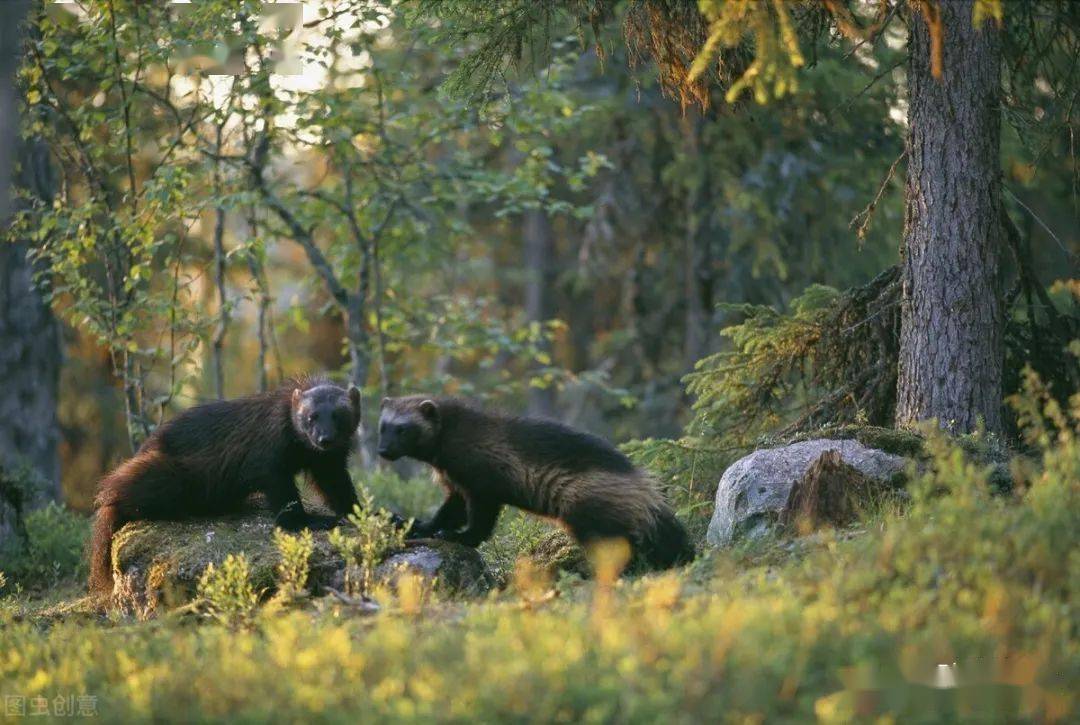 成语什么獾_獾猪是什么动物图片