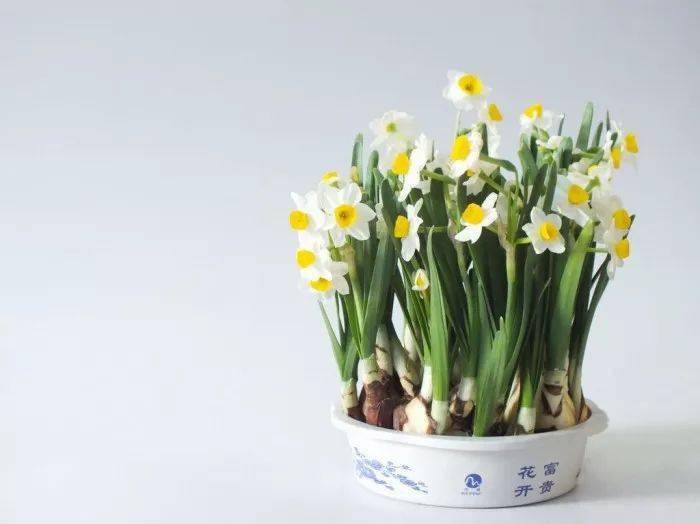 水仙花的英文名是  narcissus