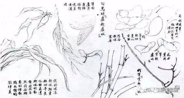 12:03 白描基本概念 白描是传统绘画的表现技法之一,是国画的基本功