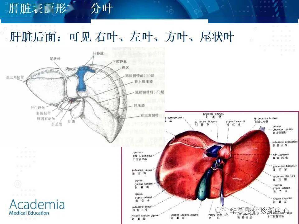 肝脏的基本解剖及分段