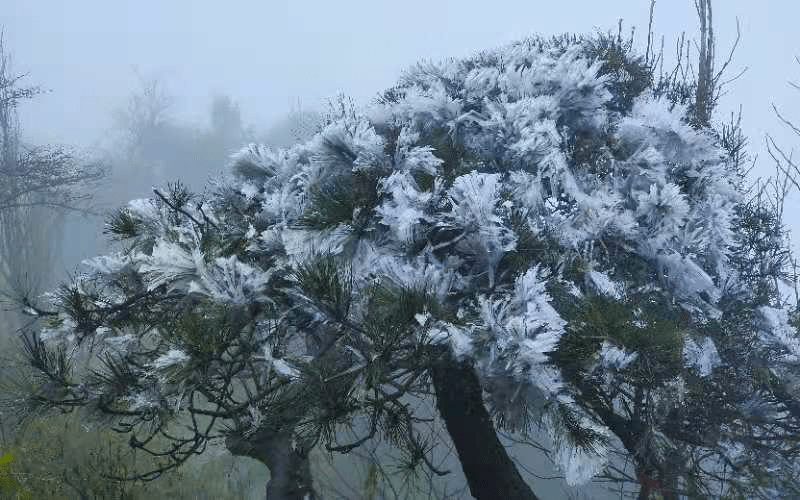 仙境！2020年入冬后，南岳衡山的首场雾凇景观来了
