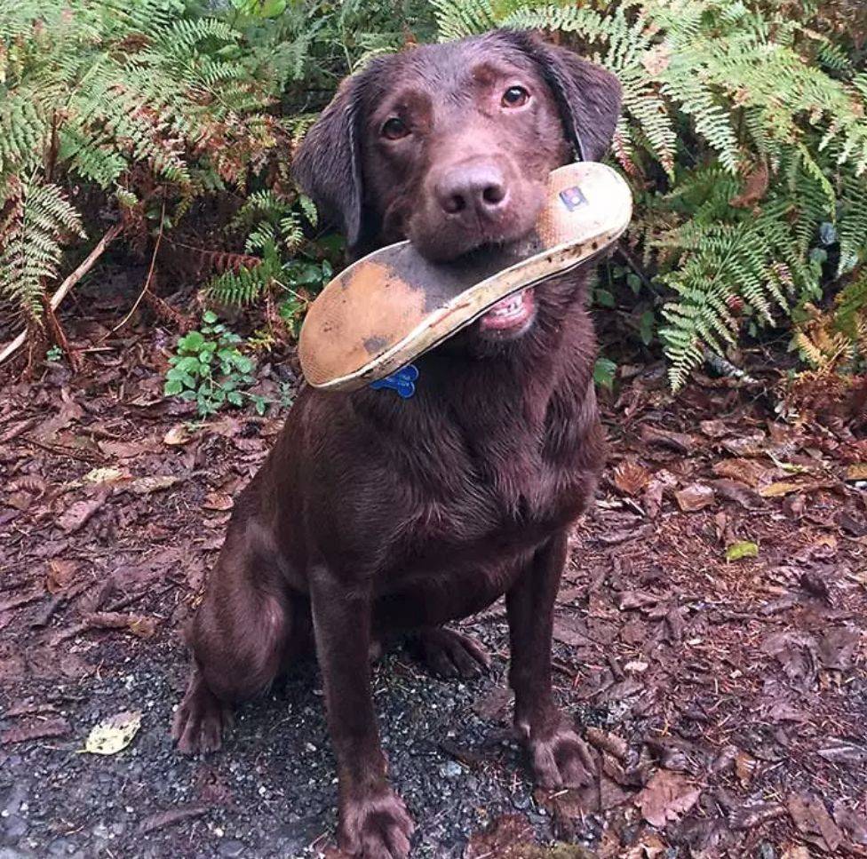 搜救犬"打工狗",它正在非常自豪的咬着它的目标物品,真的好棒棒哦!