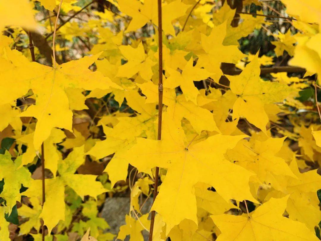 GDP少公布一些知乎(2)