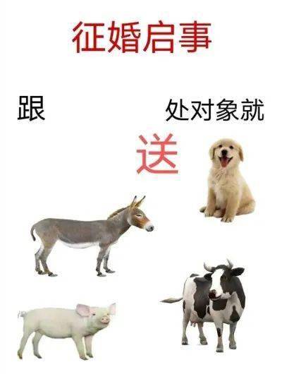 朋友圈超火的征婚启事,跟我处对象就送送送!
