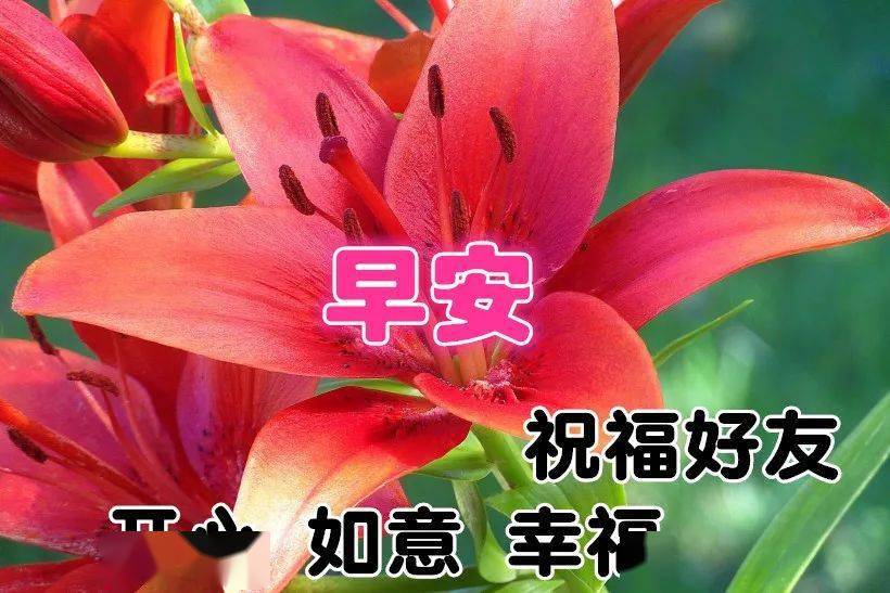 12月1日最漂亮早上好动态表情图片大全,早晨好动图美图大全