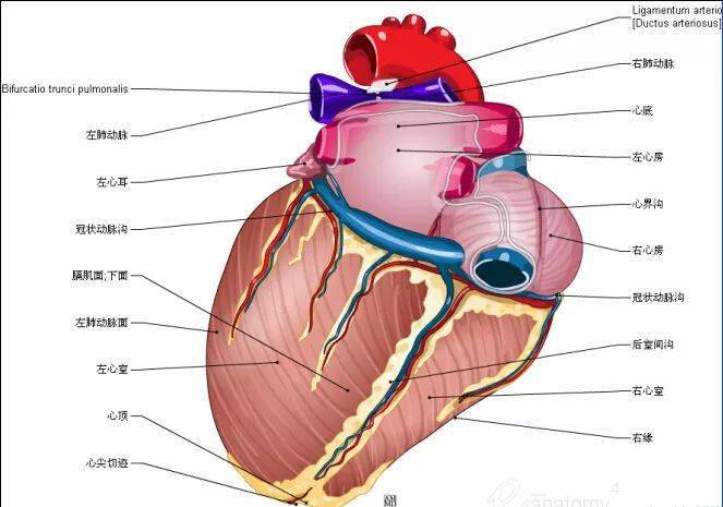 67史上最全心脏解剖图值得收藏