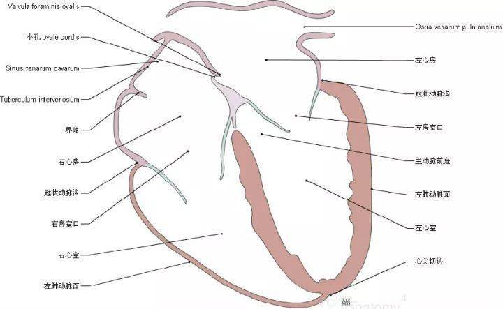 史上最全心脏解剖图!(值得收藏)