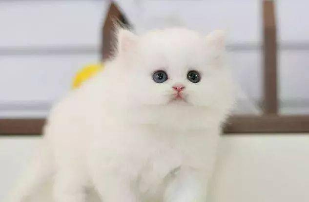 0d0a63ef83a54c67a75ba324ce978359.jpeg