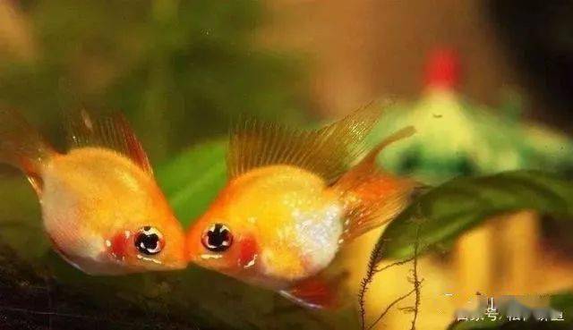 金波子换水水温控制_金波子喂食七分饱防肠炎_金波子吃饲料的样子