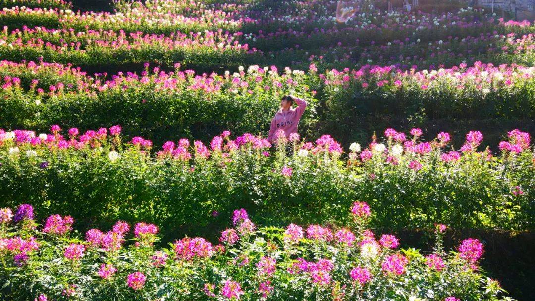好美，广西藏着一片粉色花海梯田，满山遍野赶紧去看！！