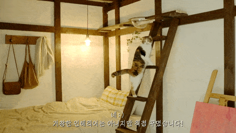 ceadada9964c407e91fa9347dd2ba3df.gif