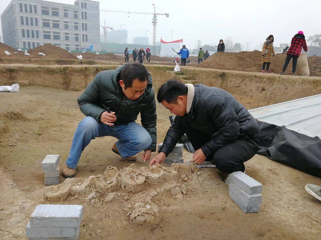 探访叶县余庄遗址:中原地区高等级贵族墓彰显史前文明