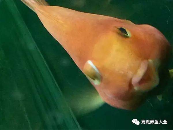 分享| 观赏鱼突眼病(或称凸眼病)防治参考…_手机搜狐