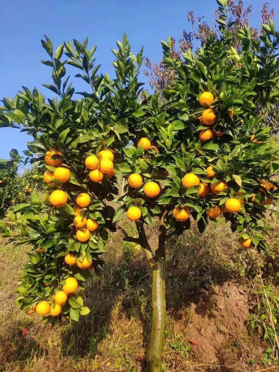 影天光 在水中浮沉,向东去 虚心的名著通常只供传世 ——在赣南橙子园