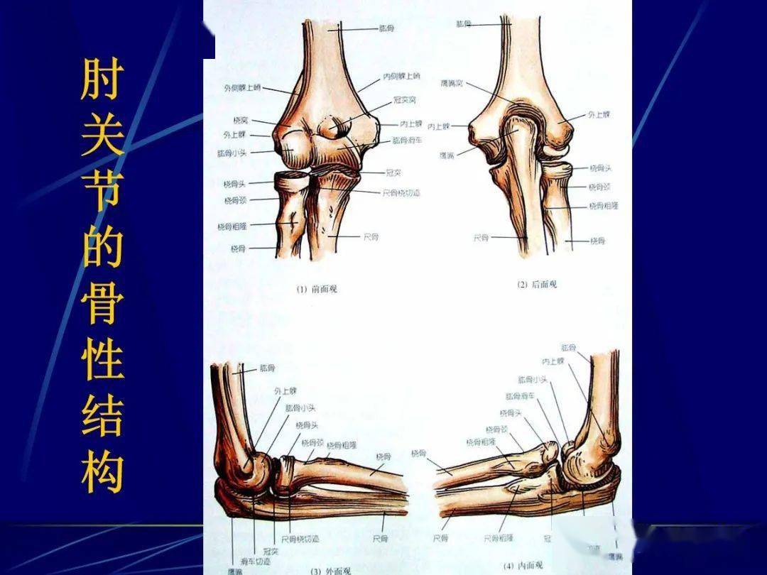 关节解剖图谱汇总