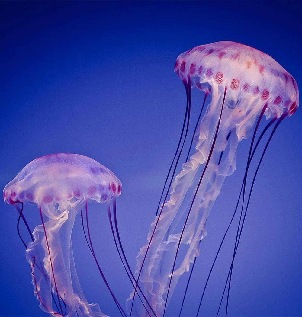 英语萌萌画jellyfish水母