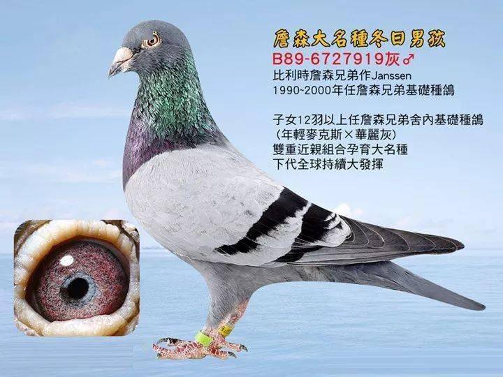 台湾帝王鸽舍3羽精品詹森八大种鸽之一冬日男孩919曾孙欣赏出售!