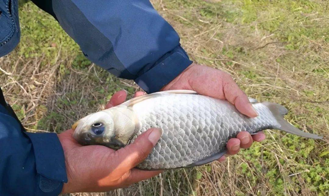 冬季钓鱼,勤快一点,做到这4"勤,鱼口不间断,渔获有保证