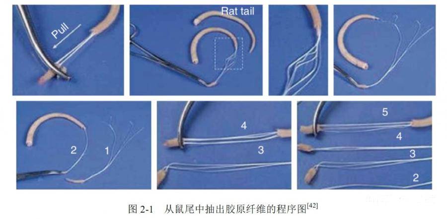 样品|耗子尾汁：其实是必不可少的实验材料和样品