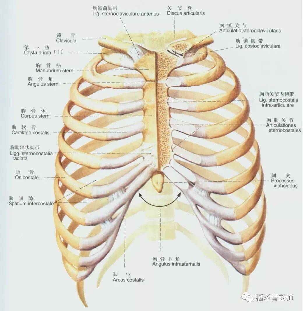 9.肋剑突韧带一般出现在第2胸肋关节,其余的胸肋关节则有无不定.