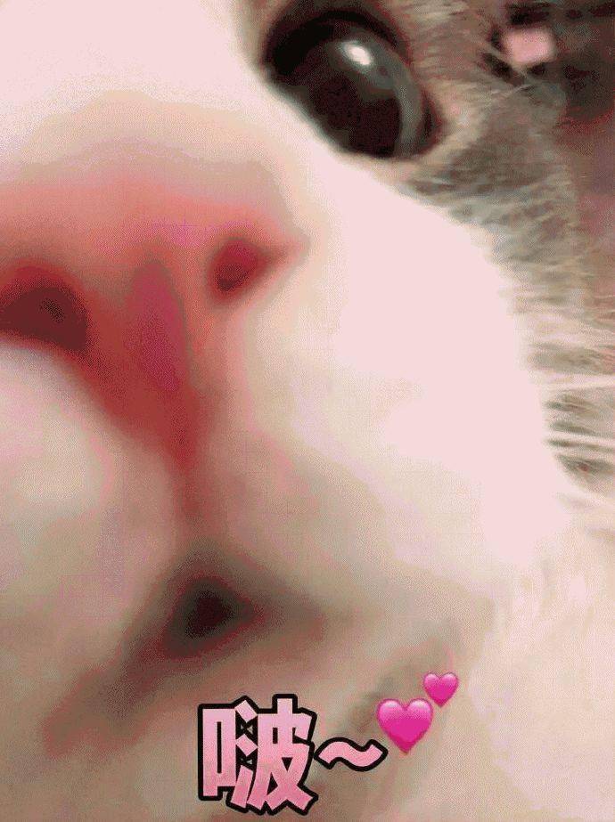 你为啥不理人家 55168129d85044799320ee17aa423aba.jpeg