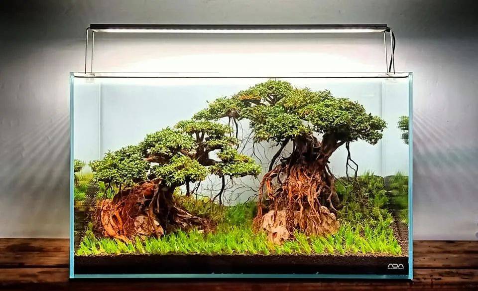 全网样式最多的莫斯树造景