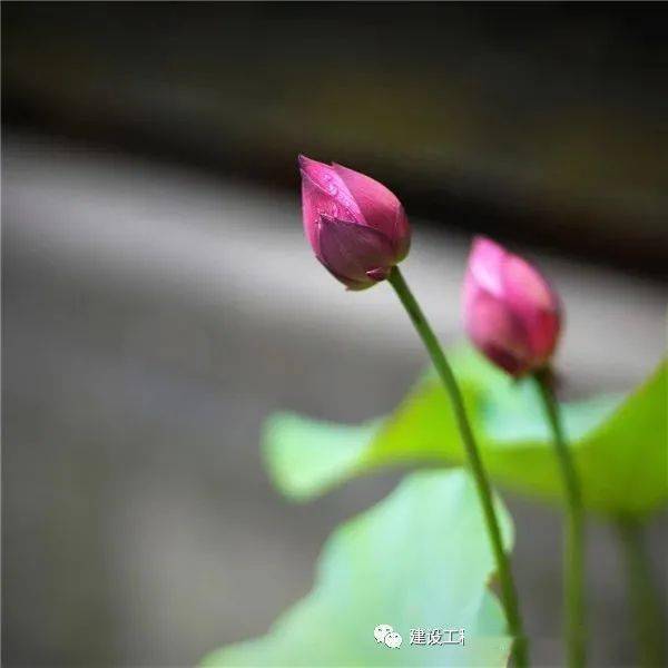 周六特供 | 禅语 /相由心生/境随心转/心平一切平/境会随心转