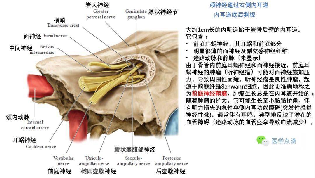 影像解剖丨外耳,中耳,内耳解剖