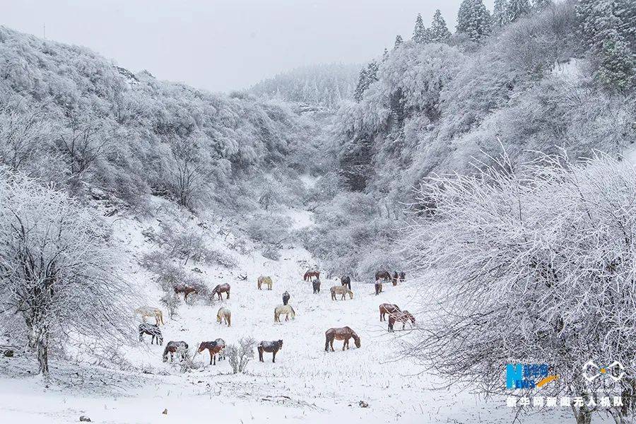 仙女山迎今冬首场大雪,美翻了!