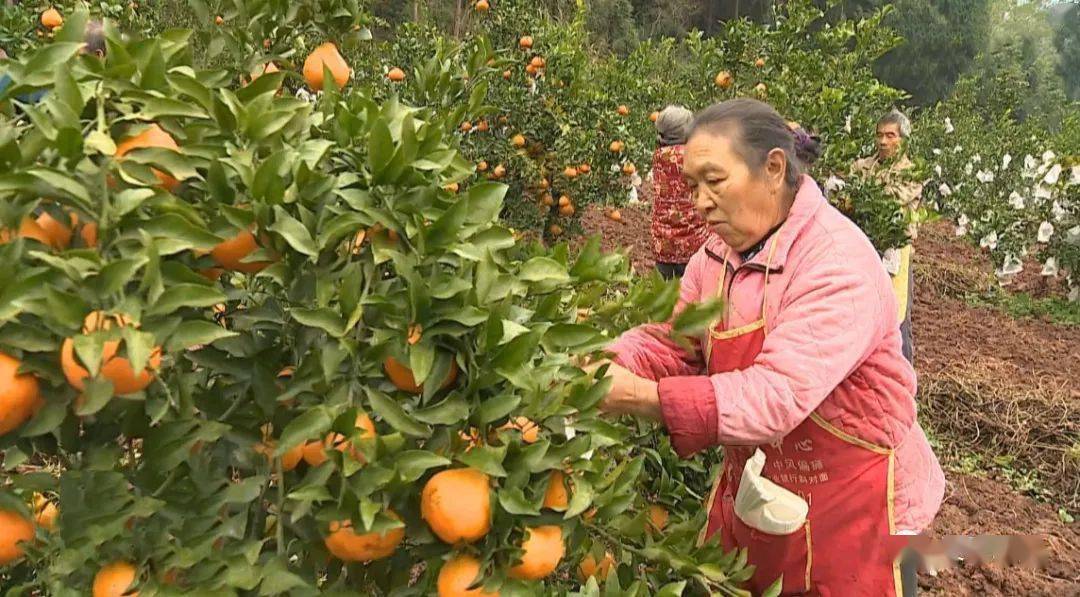 黄桶镇人口_鹤庆黄坪镇人口
