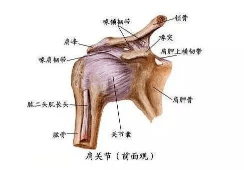 产生炎症的肩峰下滑液腔与关节腔的肌肉组织,骨粘连,粘连和疼痛限制了