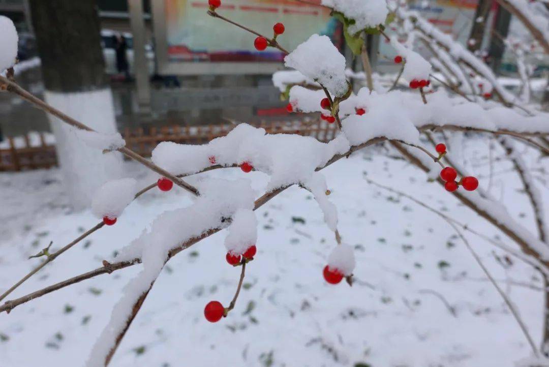 大雪||白雪欲求吟咏句,穿枝掠院演梅花