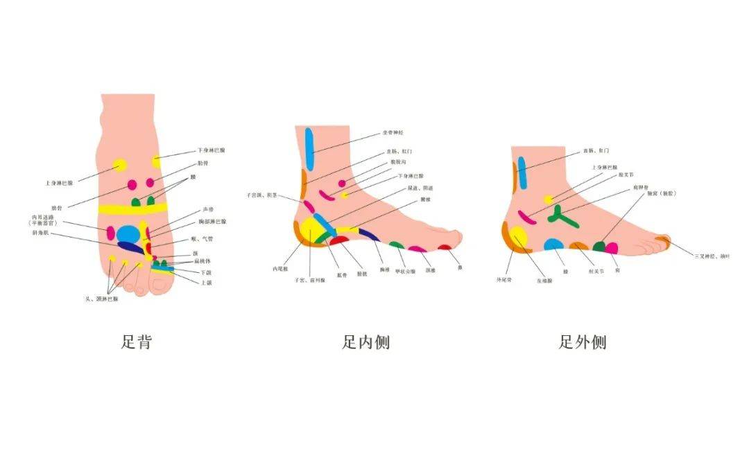 在中医中,脚底被称作"人体的第二心脏",脚底四周穴位多,主要穴位有