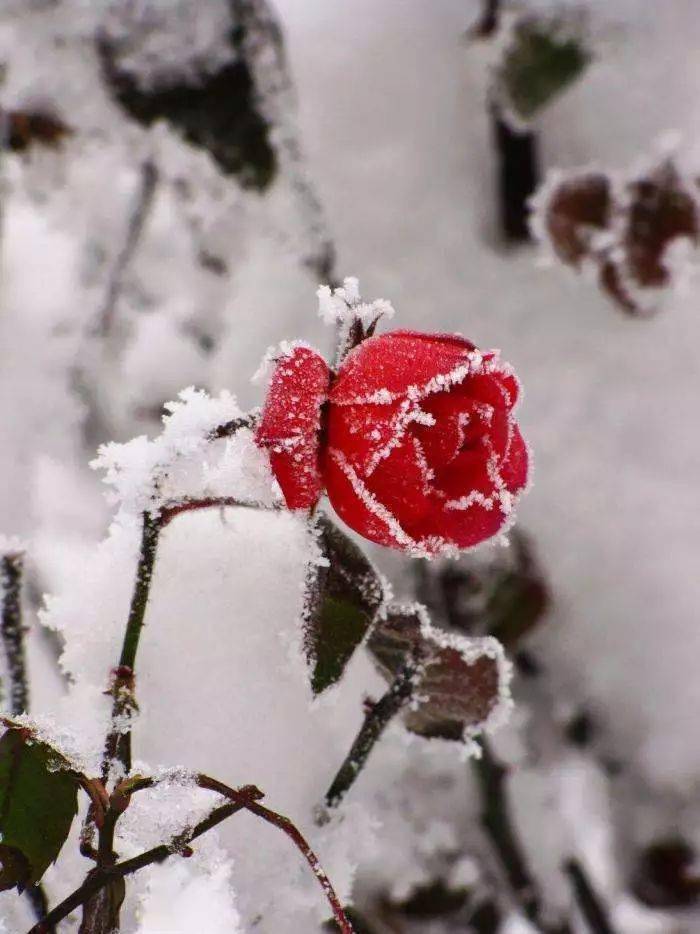送你几种美丽的"雪中之花"