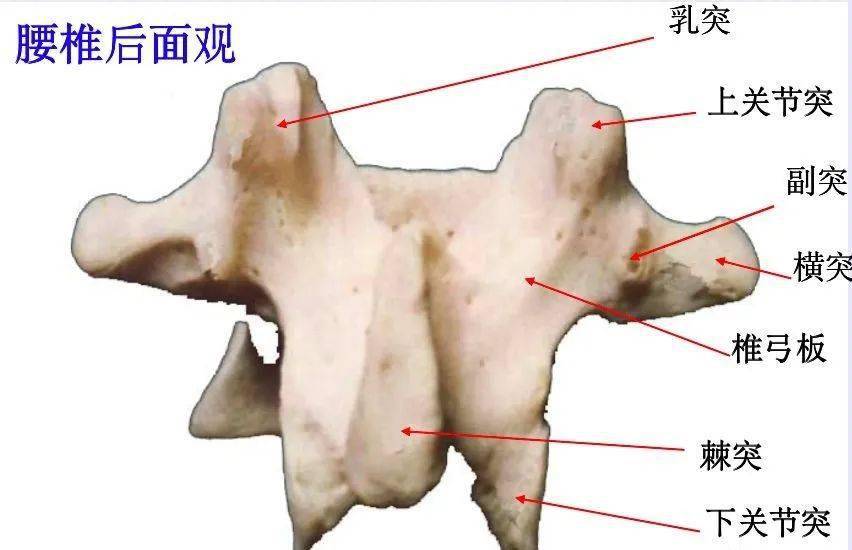 腰段椎管的形状:从上而下为卵圆形----三角形---三叶形