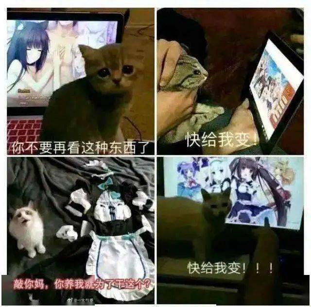 steam梗知识:快给我变!猫娘