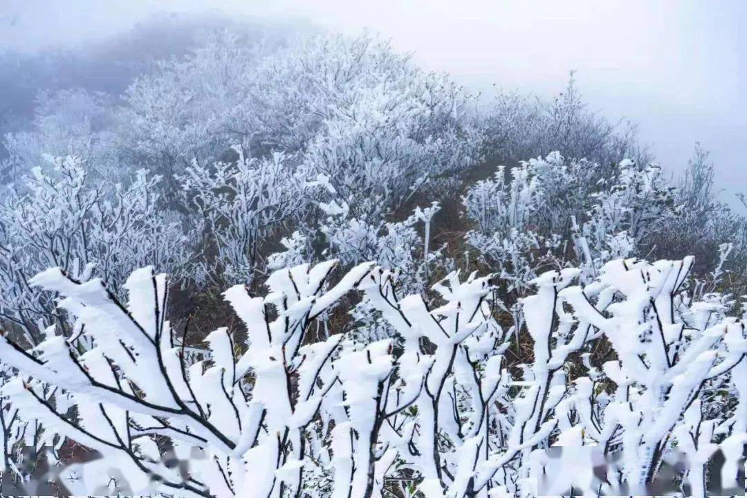 广东下雪了4轮冷空气即将发货春湾本周天气