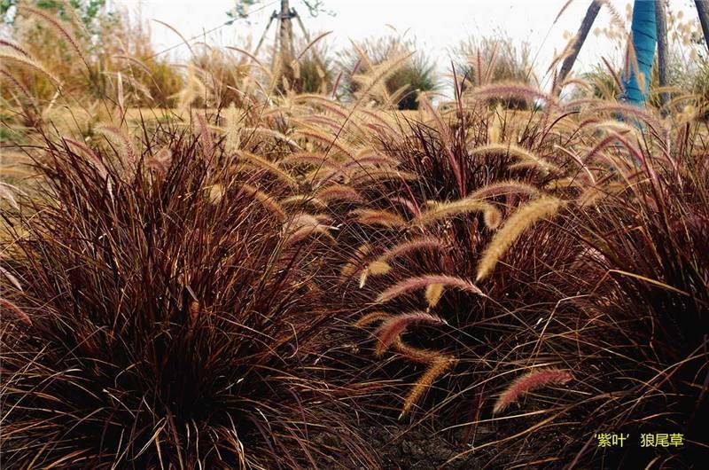 冬天也能赏花草 狼尾草"姐妹花"扮靓辰山植物园