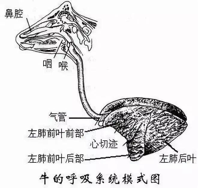 给羊打针部位示意图及操作要领